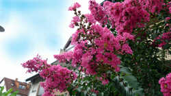 1759613170_Lagerstroemia_indica___2023_08_07.thumb.JPG.272dc571ae9ef35c6470130047b7cbec.JPG
