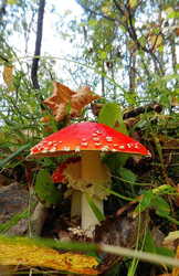 17800741_1.thumb.jpg.9b40caaf898d24e6b3ede08197d9cfbb.jpg
