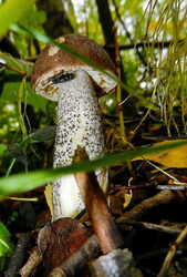 1830289018_1.thumb.jpg.bbb8dd719336b2d65ee2b482eac6604f.jpg