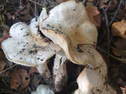 20240830_101143.thumb.jpg.7da18998d24b4fe13fe1b9ed9dea25cb.jpg