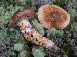 2143989886_2024-08-18_22_54_49-Tricholoma_matsutake.jpg_(JPEG_Image_800601_pixels)__Mozilla_Firefox.thumb.png.9983830853b42b5e3f1f1eddd6936b77.png