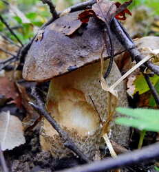 435848126_1.thumb.jpg.f637a5fb99f76dc44036b8de2c7b56ef.jpg