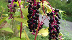 588182291_Phytolacca_americana___.thumb.jpg.158a9deb1d459d4d7d60f6f31e7fd7be.jpg