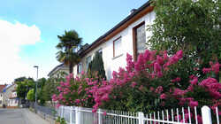 681885620_Lagerstroemia_indica___2023_08_05.thumb.JPG.f66ed4661a567bbf6f7bb39f257236db.JPG