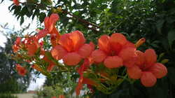 734396247_Campsis_grandiflora___AWP_20240807.thumb.JPG.afaca8e594b1dee768fec49e1058536b.JPG