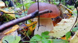 97150245_14..thumb.JPG.838599f7ba31892b3260187fc802e0b8.JPG