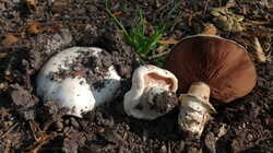Agaricus_bitorquis_AWP_20240826.thumb.JPG.2f65de779ecc774ba29126af09c0117f.JPG