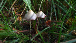 Conocybe_sp.thumb.JPG.5f959b2fca016d0e094979a5f92b3057.JPG