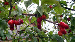 Cornus_mas_AWP_20240801.thumb.JPG.69d64380b25dbf39b06aaea9e369040c.JPG