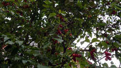 Cornus_mas_AWP_202408_01.thumb.JPG.f0bac991248f9ec8152bacc6d3f89779.JPG