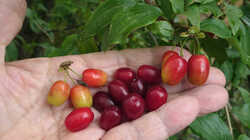 Cornus_mas_AWP_2024_0801.thumb.JPG.a6376390014df93a0eb8b9cebc36692f.JPG