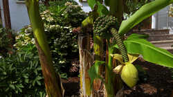 DSC09630.thumb.JPG.e9e9ce0b5bfe5c487ee6cd12e9f1b8ad.JPG