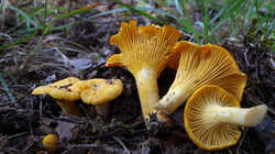 DSC09651.thumb.JPG.1e64bba78ac363496bd213c2a2bea380.JPG