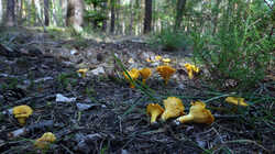 DSC09660.thumb.JPG.18289dbc08560328417f4b0e6eafbf73.JPG