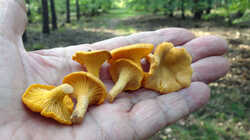 DSC09667.thumb.JPG.5986ee7d101b1f8de9a5e4378ccfb398.JPG