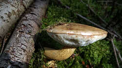 DSC09673.thumb.JPG.127c5555788fd4bfbcd4c7cdeeaa99e1.JPG