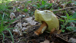 DSC09686.thumb.JPG.1d1735c4a10cd2b6382c6e24a95553ca.JPG