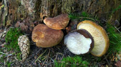 DSC09694.thumb.JPG.e51f26a0e65465239af785961b383305.JPG