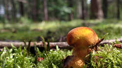 DSC09757.thumb.JPG.62673c43ad7d9dc1cad29804a6a611b8.JPG