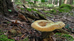DSC09763.thumb.JPG.b1c49489675b0c31f44381b0c0901442.JPG