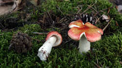 DSC09775.thumb.JPG.d7810749805eeba9dcb3e309e7136c95.JPG