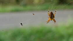 DSC09912.thumb.JPG.331df92e018684ddf2c853e8a68bd7fa.JPG