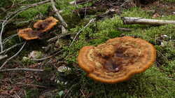 DSC09913.thumb.JPG.52c7e27bacce5d3d69bb10801b85af11.JPG