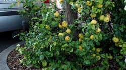 DSC09970.thumb.JPG.751e8d93bad10545fc70f03f241f8812.JPG