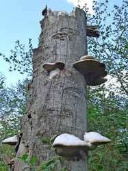 Fomes_fomentarius.thumb.JPG.4952fe2c4de469ab972f62f74e395d3a.JPG