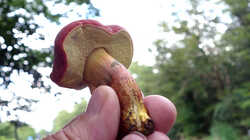 Hortiboletus_rubellus_AWP_20240807.thumb.JPG.2bd7895f7b7012d94a303ae2c23b59c7.JPG