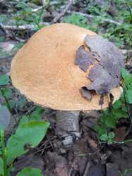 IMG-20240807-WA0002.jpg