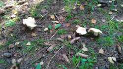 IMG-20240810-WA0006.thumb.jpeg.4d13a89b5fa34c44cc89718791b46f00.jpeg