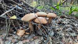 IMG-20240819-WA0029.jpg