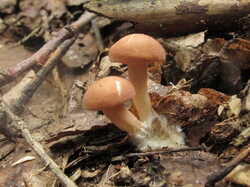 IMG_0661.thumb.JPG.e17ddd726dea531dc3fc3f31abdeb4cc.JPG