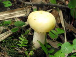 IMG_0699.thumb.JPG.bf35bf59ca7cb71ac7edbdd0283b2d3a.JPG