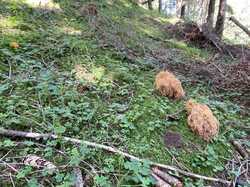 IMG_1016.jpeg