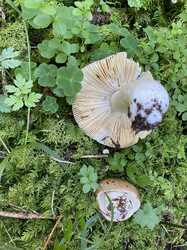 IMG_1017.jpeg