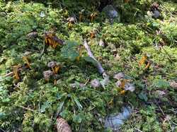IMG_1021.jpeg