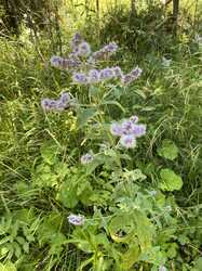 IMG_1037.jpeg