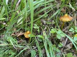 IMG_1041.jpeg