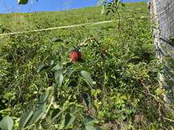 IMG_1056.jpeg