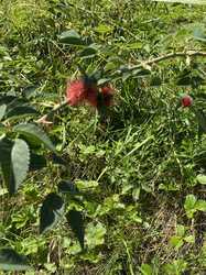 IMG_1057.jpeg