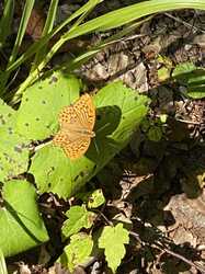 IMG_1061.jpeg