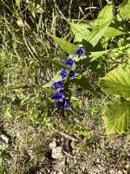 IMG_1063.jpeg