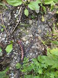 IMG_1066.jpeg