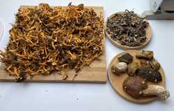 IMG_1067.jpeg