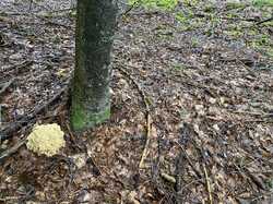 IMG_1081.jpeg
