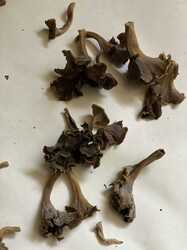 IMG_1094.jpeg