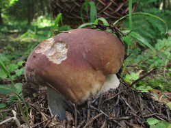 IMG_1155.thumb.JPG.e79de92b1ee38fac6b7bb13c297c768e.JPG