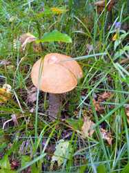 IMG_20240810_095135_1.thumb.jpg.7546bf247b8d60975a78dacfab90ef3b.jpg